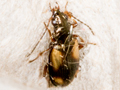 Bembidion femoratum